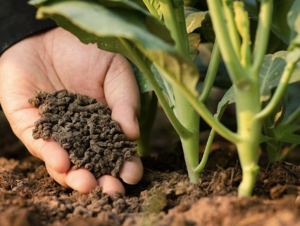 fly ash bottom ash yang diolah menjadi pupuk pertanian